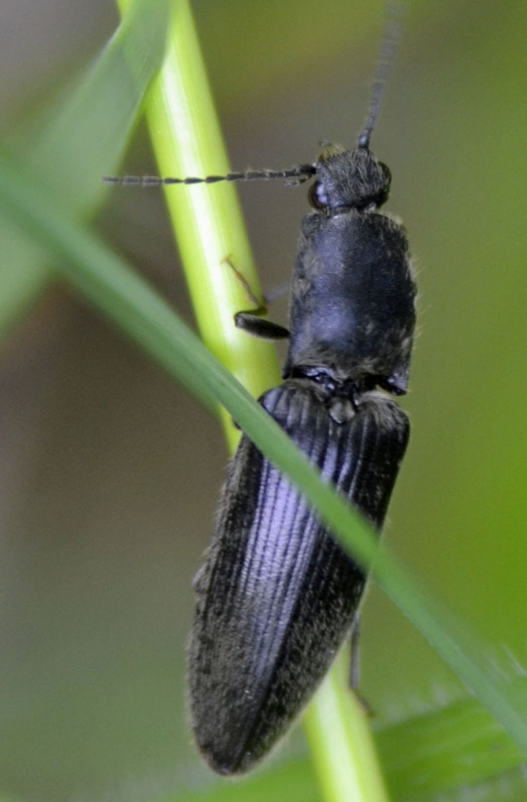 Elateridae: Athous sp.